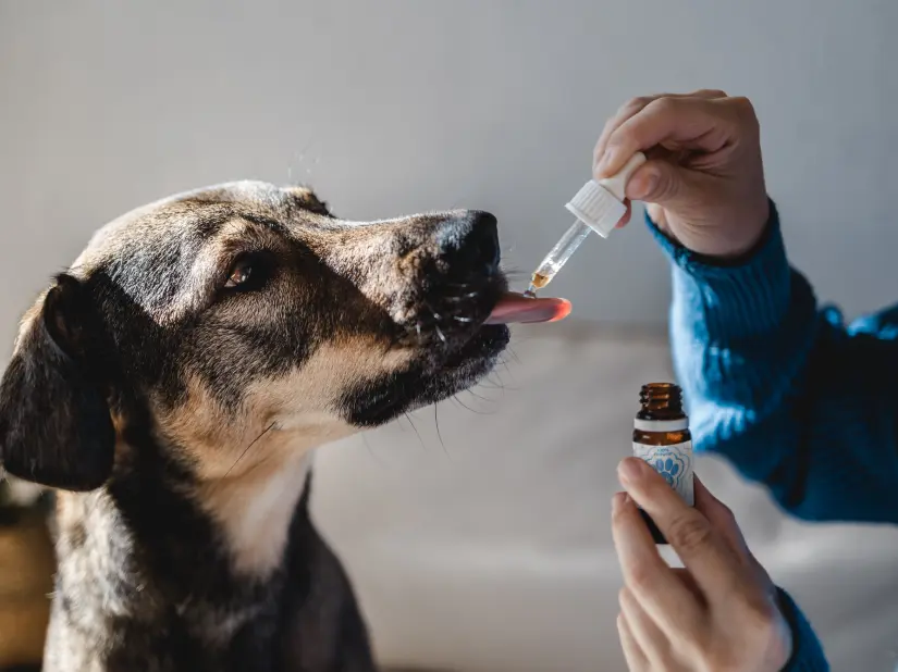 Solutions naturelles de CBD pour soutenir la santé et le bien-être des chiens et des chats.