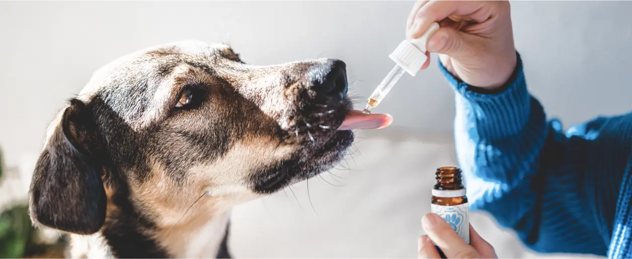 Cão consumindo óleo CBD com conta-gotas